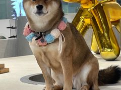-柴务处·柴犬主题狗咖