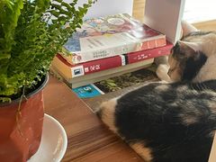 -Cappucimeow猫咪咖啡馆(韦伯时代店)