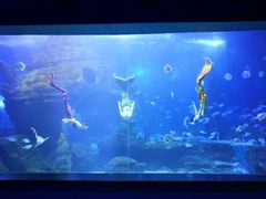 -多彩贵州城极地海洋世界