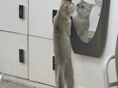 -李小姐の猫咖啡馆(五角场店)
