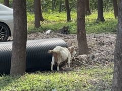-马陆小张葡萄园农家乐