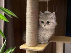 -momokira米努特·德文卷毛猫·棉花面纱犬
