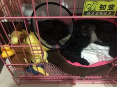 -米苏动物医院·犬猫专科·骨科外科内窥镜