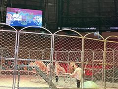 -俄罗斯国家大马戏团