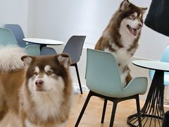 -Let's go狗咖·猫咖·奶狗·桌游(春熙路IFS店)
