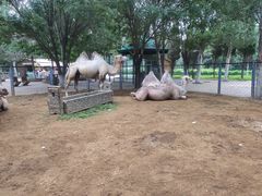 -长白岛森林公园