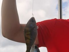 -小猫钓鱼海钓俱乐部(椰梦长廊店)