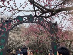 -香雪海