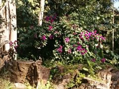 -瑞丽独树成林风景区