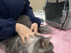 -北京观赏动物医院·24小时大型综合·猫专科·异宠专科