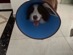 -骐奇宠物诊疗中心(南亭公路店)