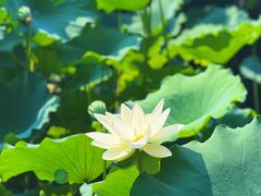 -成都杜甫草堂博物馆