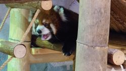 -Zoolung Zoolung动物主题公园(海信广场店)