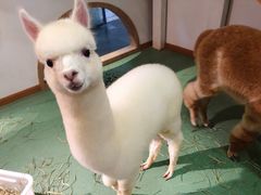 羊驼-藦茜花园宠物主题亲子互动体验馆(国顺东路店)