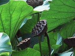-莲池书院博物馆