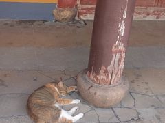 -龙华素斋(龙华路店)