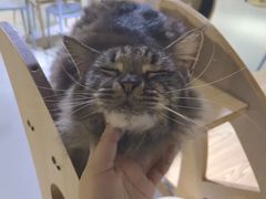 -豆逗聊愈猫阁Easy Life