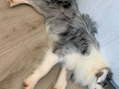 -浣熊柯尔鸭土拨鼠·电玩咖