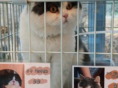 -猫的天空之城概念书店(北戴河蔚蓝海岸店)