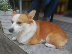 -小梁哥云吞面(黄贝岭店)