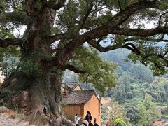 -杨家堂村