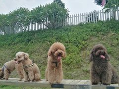 -良成狗狗乐园