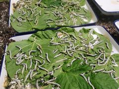 -上海昆虫博物馆