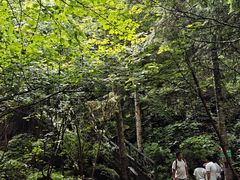 -汤旺河林海奇石景区