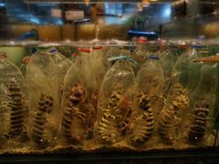 -Isla Sugbu Seafood City