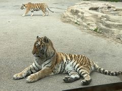 -大连森林动物园