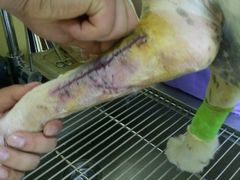 -瑞鹏宠物医院·爱宠堂·骨外专科(西荷分院)