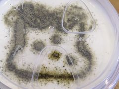 -爸爸糖手工吐司(苏州环球188店)