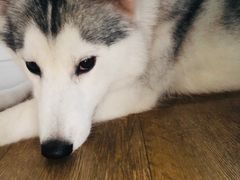 -Husky Go! 哈士奇体验馆·宠物咖啡厅狗咖