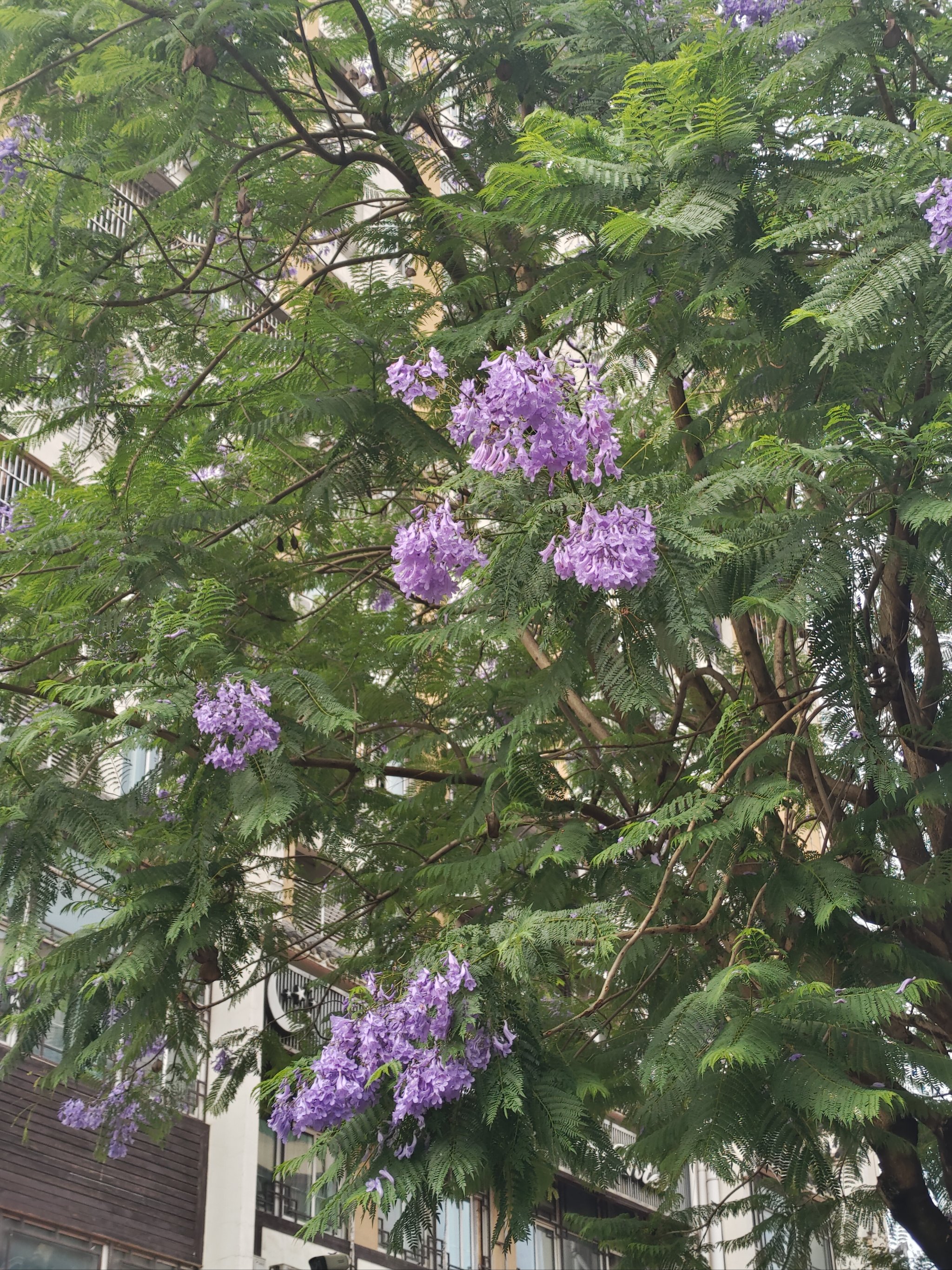 生活需要仪式感  浪漫生活记录者  好看的花一定要分享给你  蓝花楹