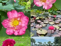 -无锡蠡湖国家湿地公园-蠡园