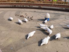 -南宫五洲植物乐园