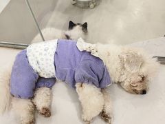 -共舞时光猫咖·狗咖(新街口店)