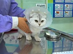 -北京博爱动物医院有限公司