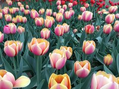 -洛阳郁金香牡丹园