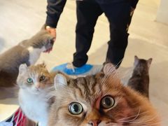 -猫儿山۰猫主题餐厅