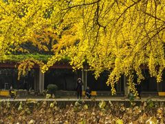 -四川大学(华西校区)