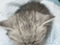 -康旭宠物医院(郑州总院)