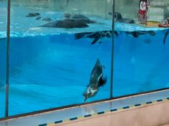 -帝企鹅自助餐厅•儿童岛•真企鹅(长隆企鹅酒店)