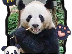 -都江堰中华大熊猫苑