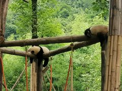 -都江堰中华大熊猫苑
