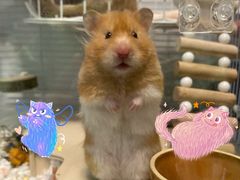 -彩虹桥宠物火化殡葬善终服务(金乐大厦店)