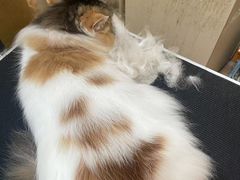 -听TA说宠咖·宠物生活馆(天韵水岸店)