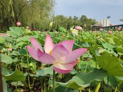 -莲花池公园