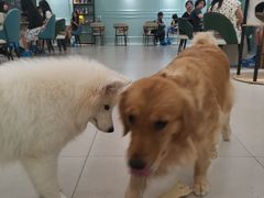 -安格丽娜·狗咖·猫咖羊驼咖(春熙路百盛商场店)