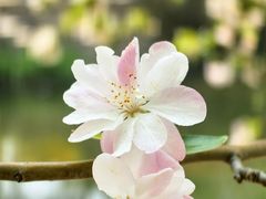 -海棠花溪(元大都城垣遗址公园)